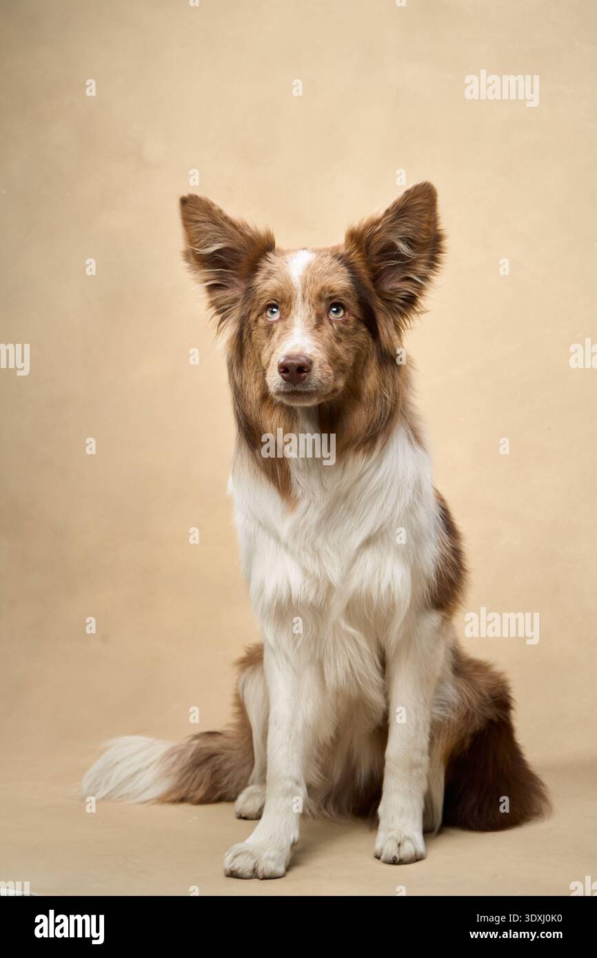 Un tranquillo Border Collie si trova di fronte allo sfondo beige e sembra attento. Foto Stock