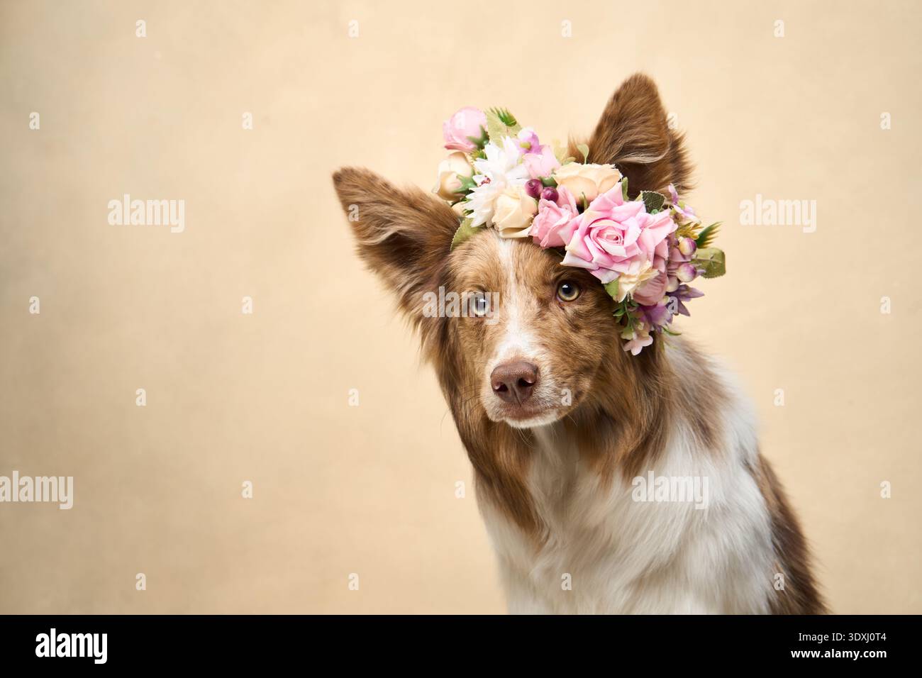 Un Border Collie indossa una corona floreale e guarda in avanti con calma in uno studio dalle tonalità neutre. Foto Stock