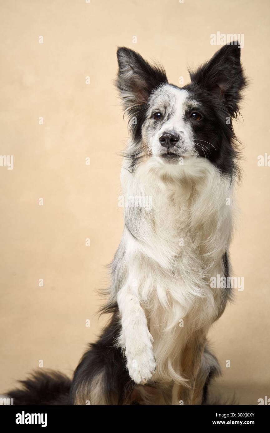 Un bordo bianco e nero Collie si posiziona con calma di fronte alla fotocamera con una luce beige soffusa. Foto Stock