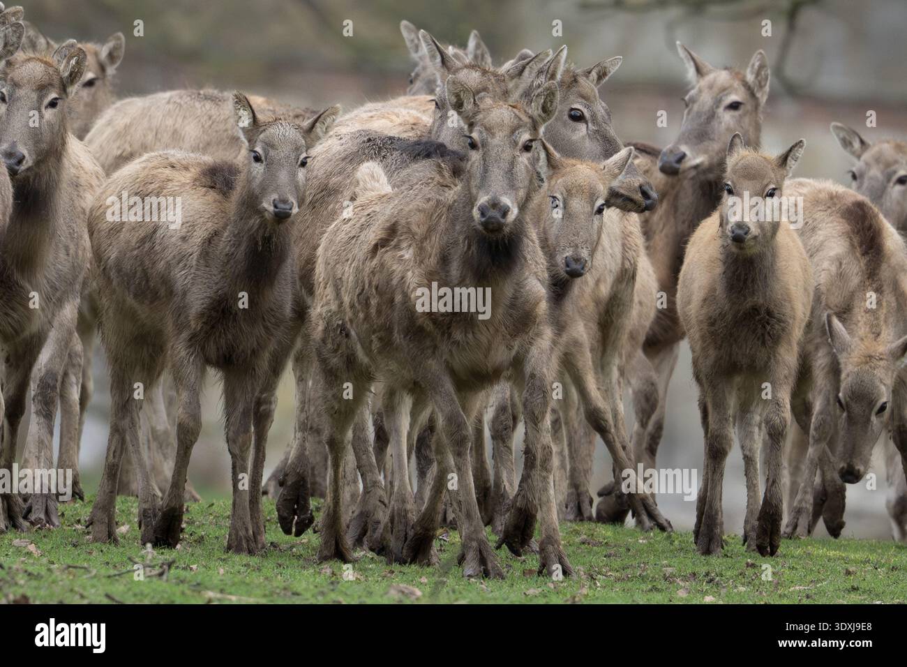 Stampede Foto Stock