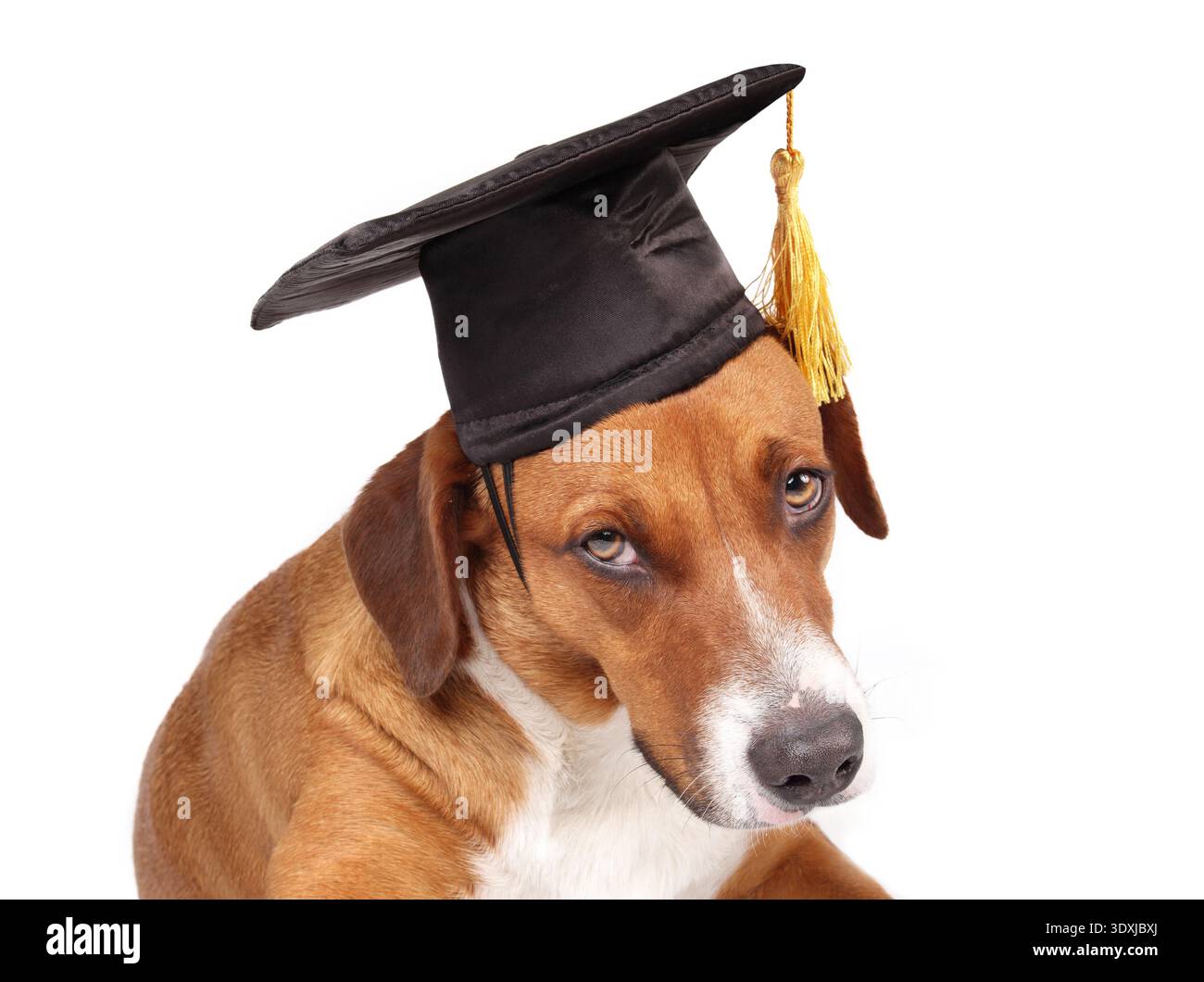 Cane isolato con cappello graduato. Espressione stanca o esausta. Concetto a tema PET per feste di laurea, formazione, certificazioni accademiche, DIP Foto Stock