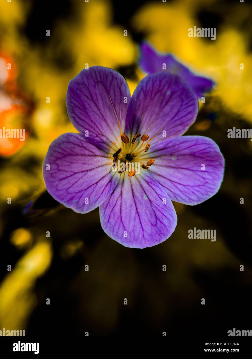 Vivace macro cinematografico, foto ravvicinata di un fiore di Heron's Bill rosa in piena fioritura, uno sfondo marrone e giallo moody e sfocato Foto Stock