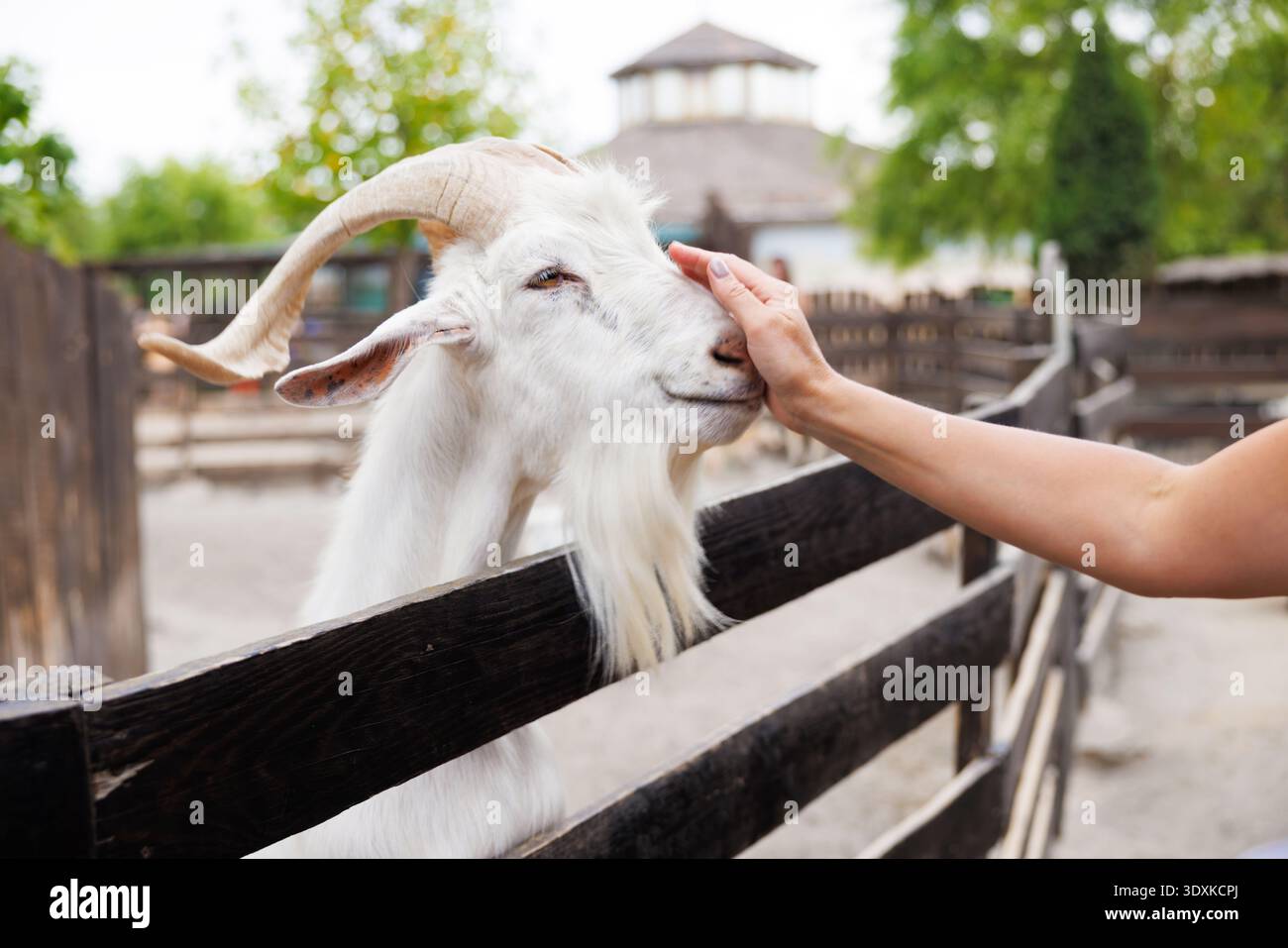 Persona che accarezza una capra bianca in un recinto per animali all'aperto Foto Stock