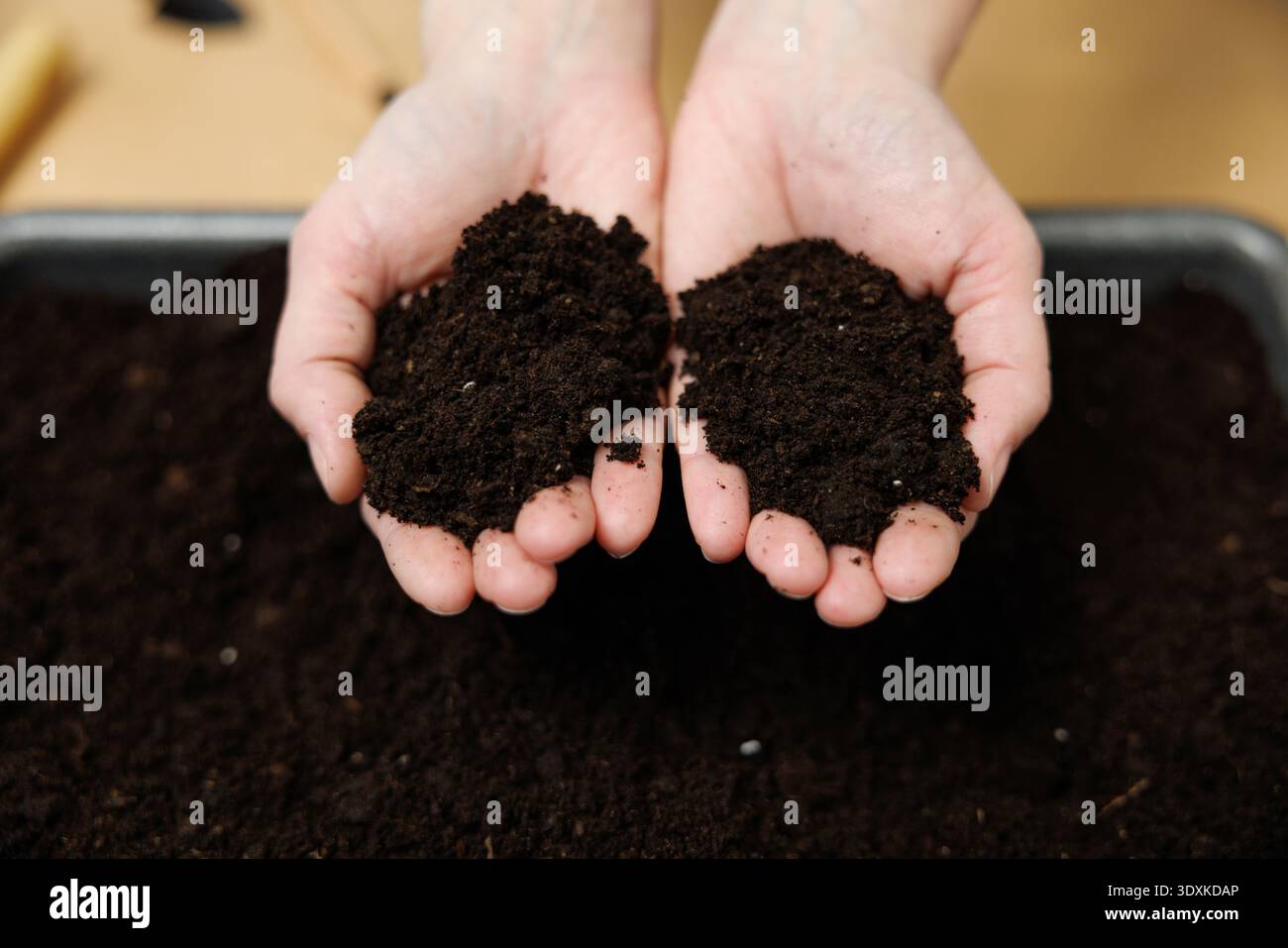 Mani che tengono il terreno scuro su un vassoio Foto Stock