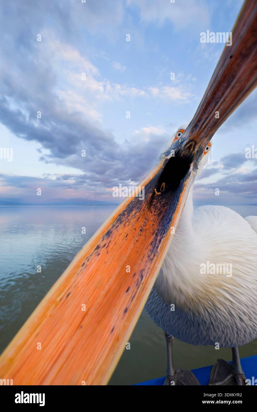 Pelecanus crispus pelicano dalmata, adulto con becco aperto, lago Kerkini, Grecia, febbraio Foto Stock