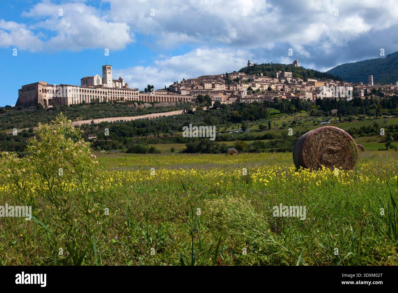 Assisi e un po' di natura in primo piano Foto Stock