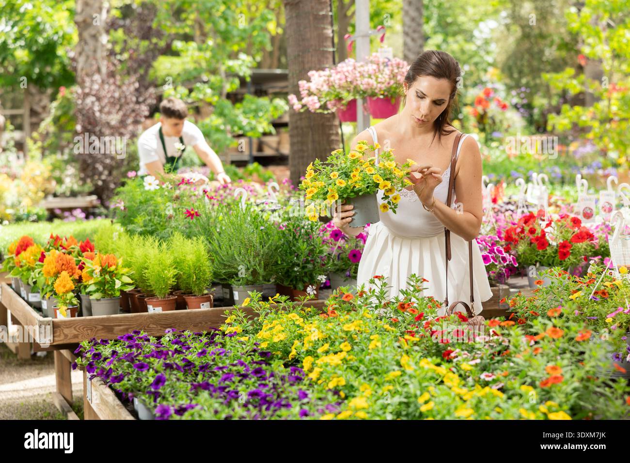 Donna spagnola che sceglie il Calibrachoa in fiore nel negozio di giardinaggio Foto Stock