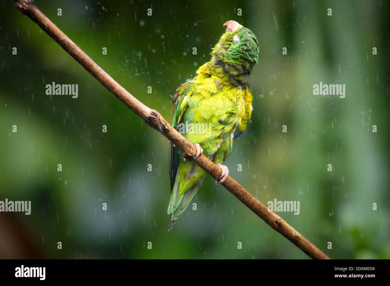 Un vibrante parakeet dai chinini arancioni (Brotogeris jugularis) si appollaierà graziosamente su un ramo sottile durante una leggera pioggia tropicale in Costa Rica. Foto Stock