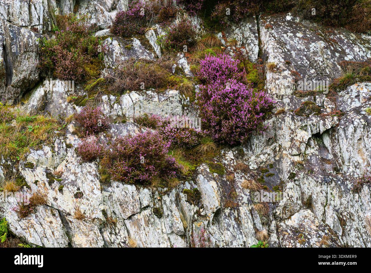 erica viola che cresce selvaggia sulle pareti rocciose naturali del Galles centrale Foto Stock