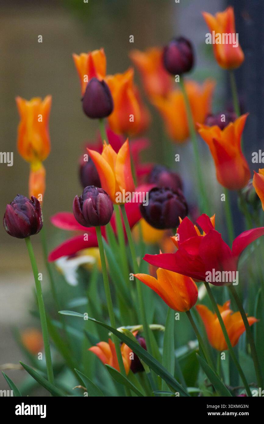 Esposizione di tulipani di molti colori Foto Stock