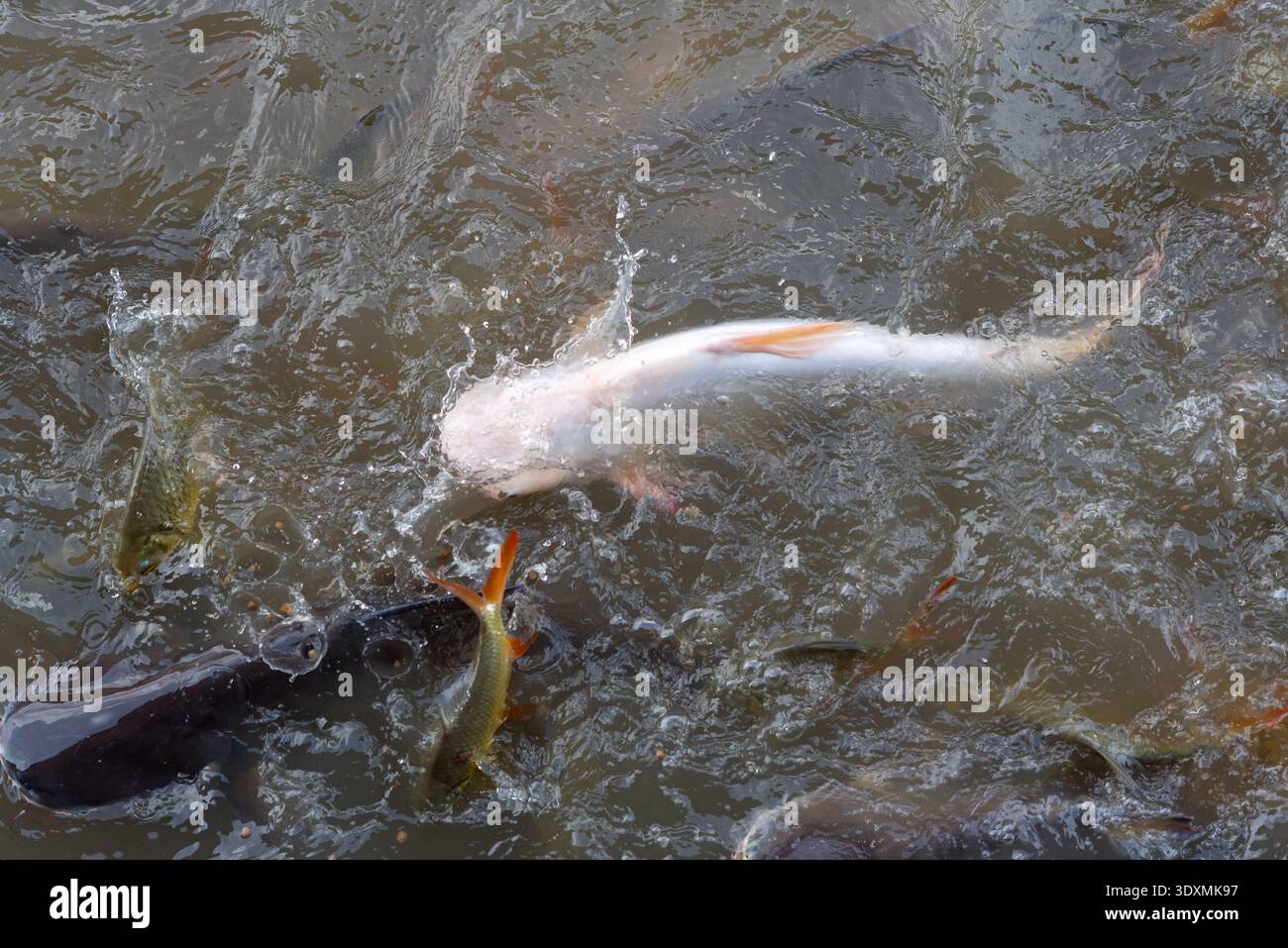 Pesci che nutrono frenesia nell'acqua fangosa dello stagno con carpe koi e pesci gatto che spruzzano in superficie durante il periodo di alimentazione mostrando l'attività dell'acquacoltura e la fauna selvatica Foto Stock