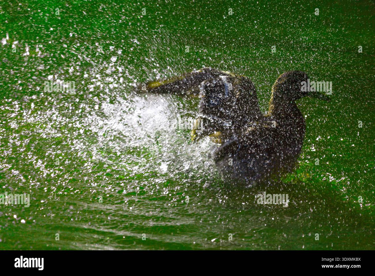 L'anatra schizza energicamente in acqua verde brillante, inviando gocce che volano in tutte le direzioni. La luce del sole cattura gli spruzzi, creando un vivace e rinfrescante Foto Stock