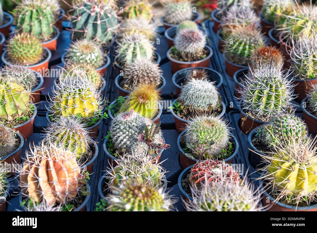 Varietà variegata di Cacti esposti in pentole, perfetta per il design del giardino del deserto e per l'arredamento della casa. Foto Stock