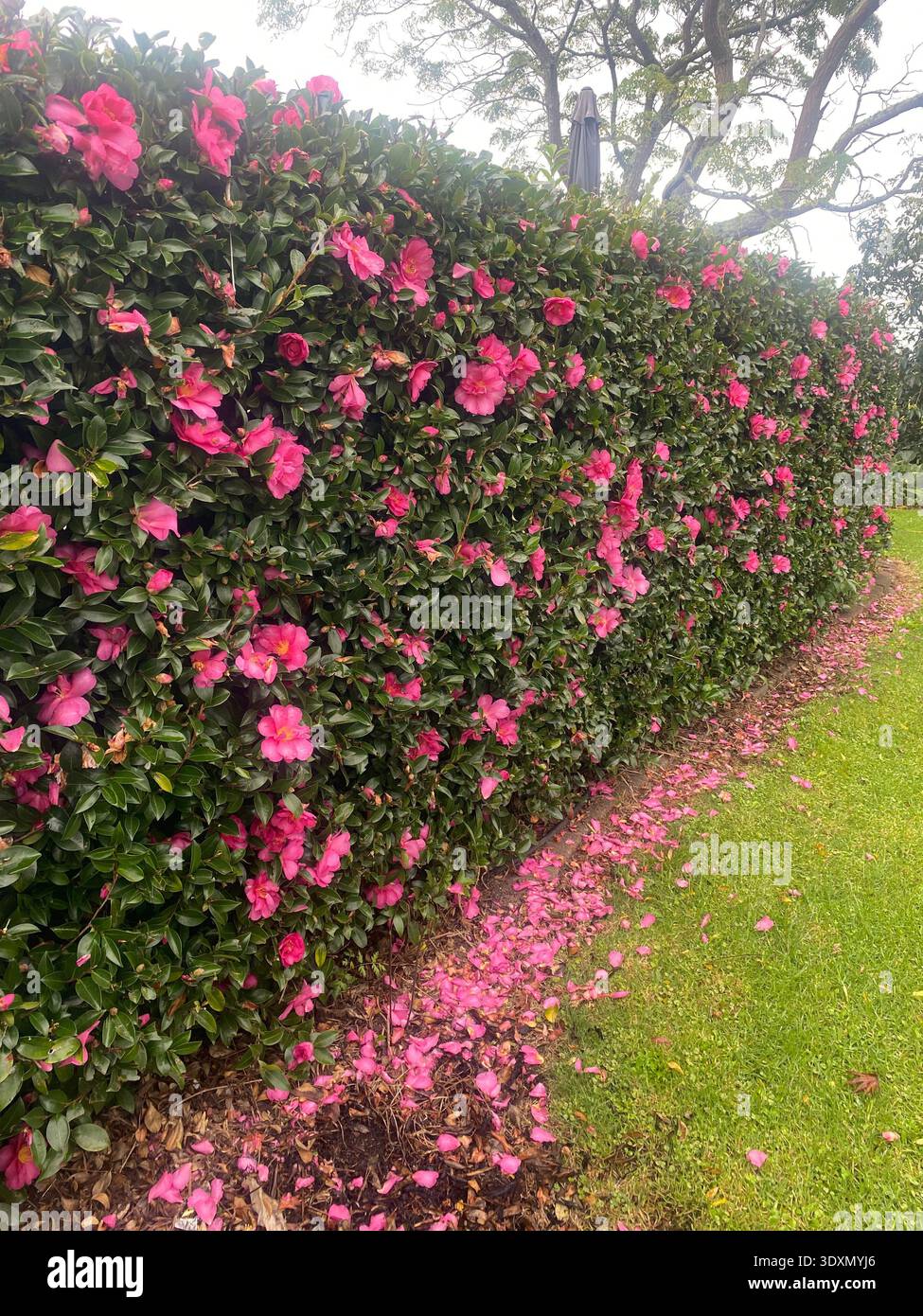 Siepe rosa Camellia Sasanqua in pieno fiore Foto Stock