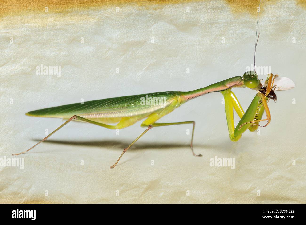 Pregando il genere mantis Anaxarcha che dedica una cattura, mostrando le dinamiche delle prede dei predatori a Fraser Hill, Malesia Foto Stock