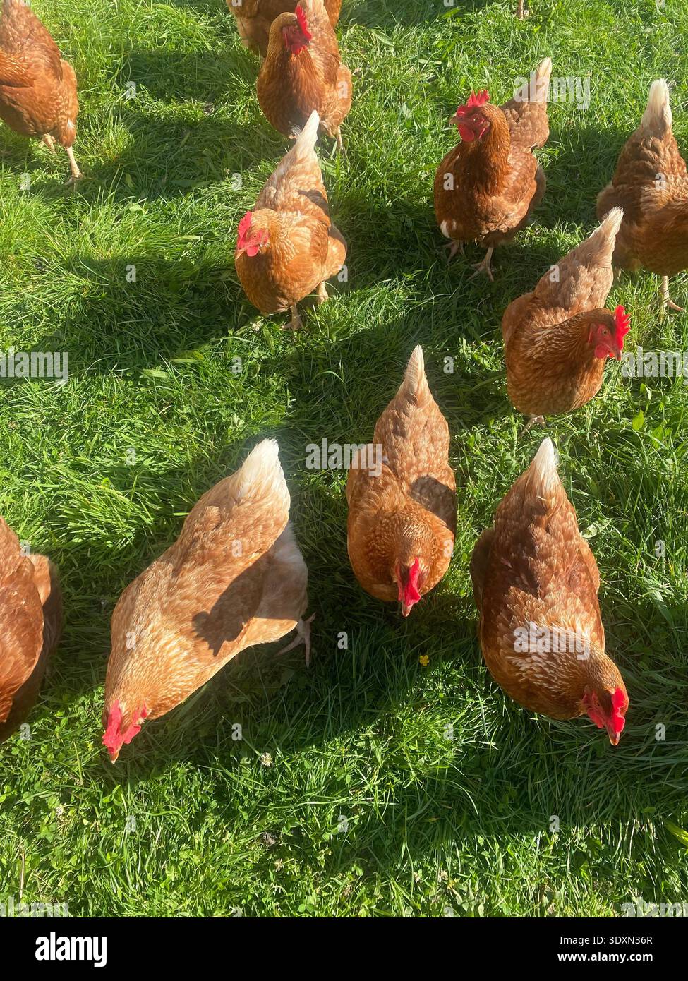 Galline di rasatura marroni che si nutrono di erba Foto Stock