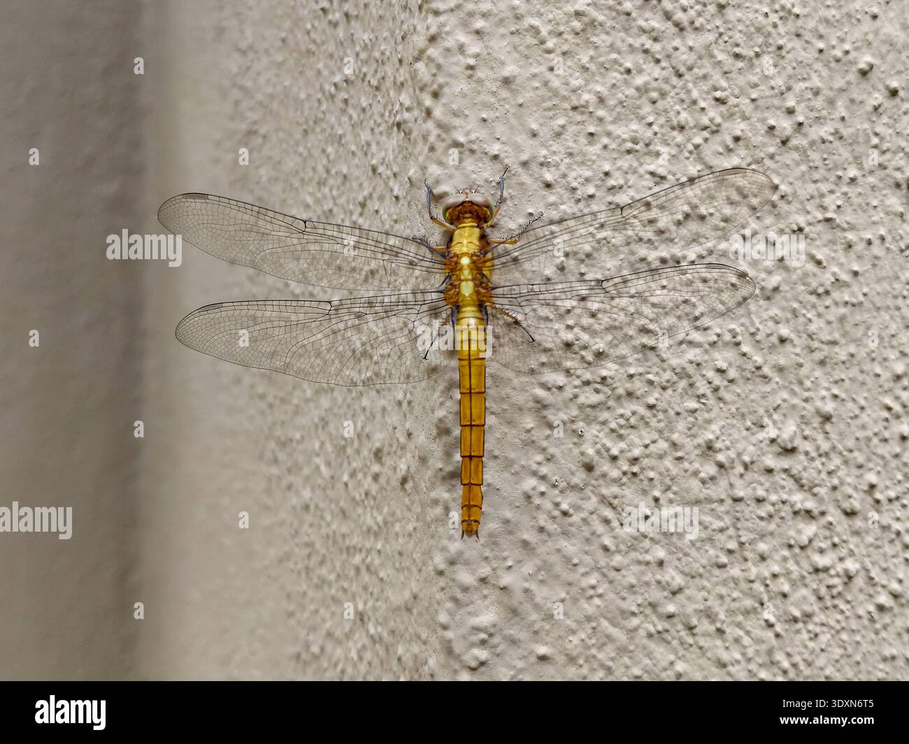Vista dall'alto di una grande Dragonfly gialla con ali trasparenti appollaiate su una parete esterna testurizzata, foto macro dettagliata di uno schimetro appoggiato su un neutro Foto Stock