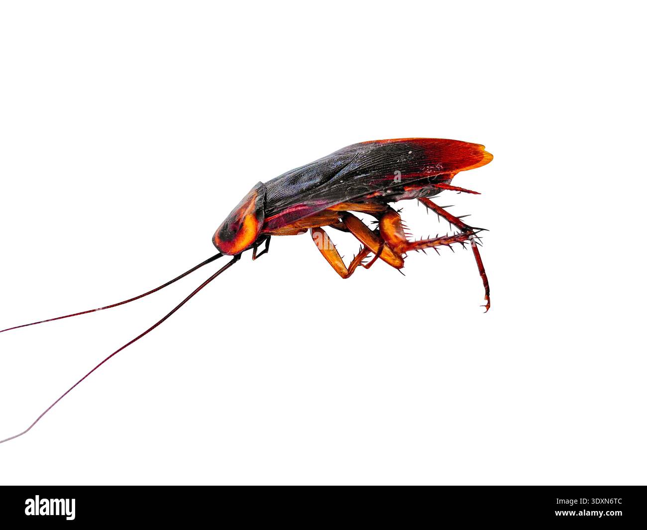 Vista laterale Macro di un Cockroach morto su sfondo bianco, immagine dettagliata di un Pest domestico sterminato che mostra ali e lunghe antenne Foto Stock