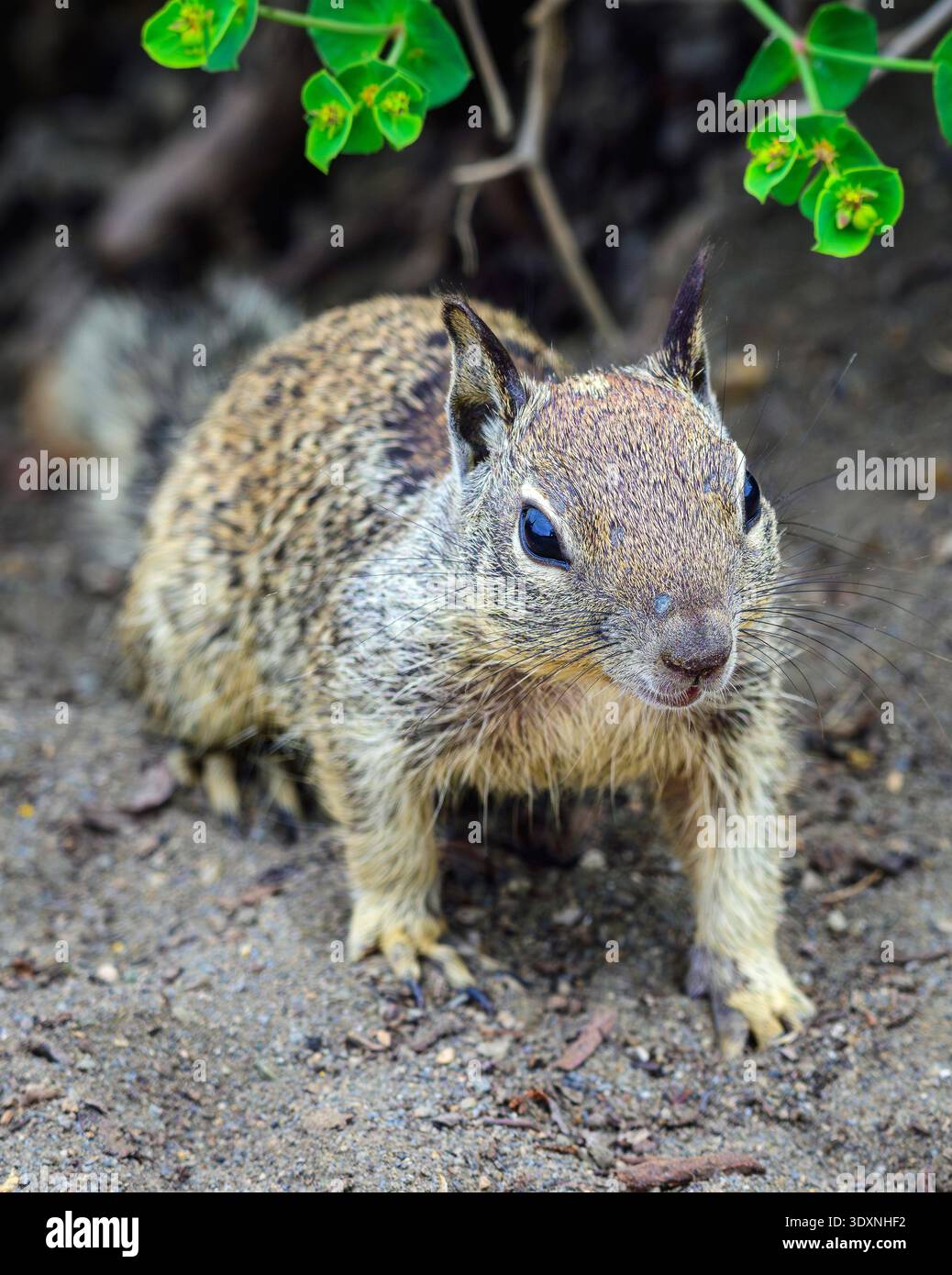 Scoiattolo di terra in allerta sul fondo della foresta in un habitat boschivo naturale. Foto Stock
