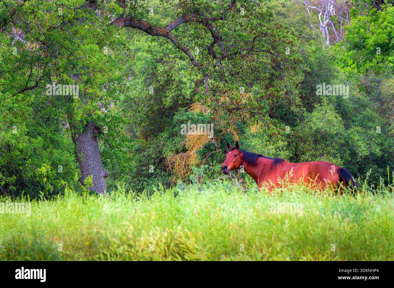 Cavallo solitario che pascolano in un lussureggiante prato verde sotto querce nel paesaggio naturale della campagna. Foto Stock