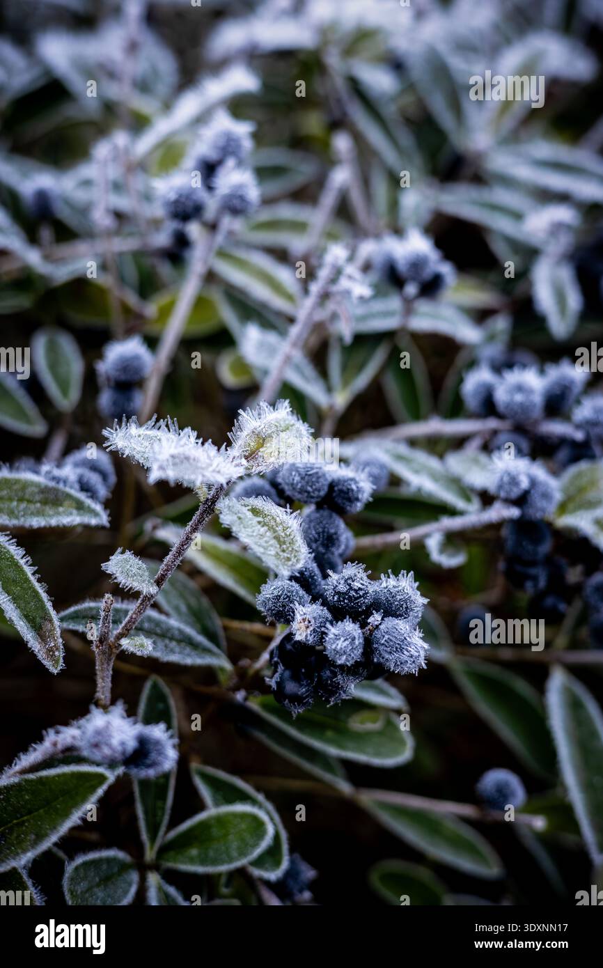 Bacche blu scuro congelate con cristalli di ghiaccio in una fredda mattina invernale Foto Stock