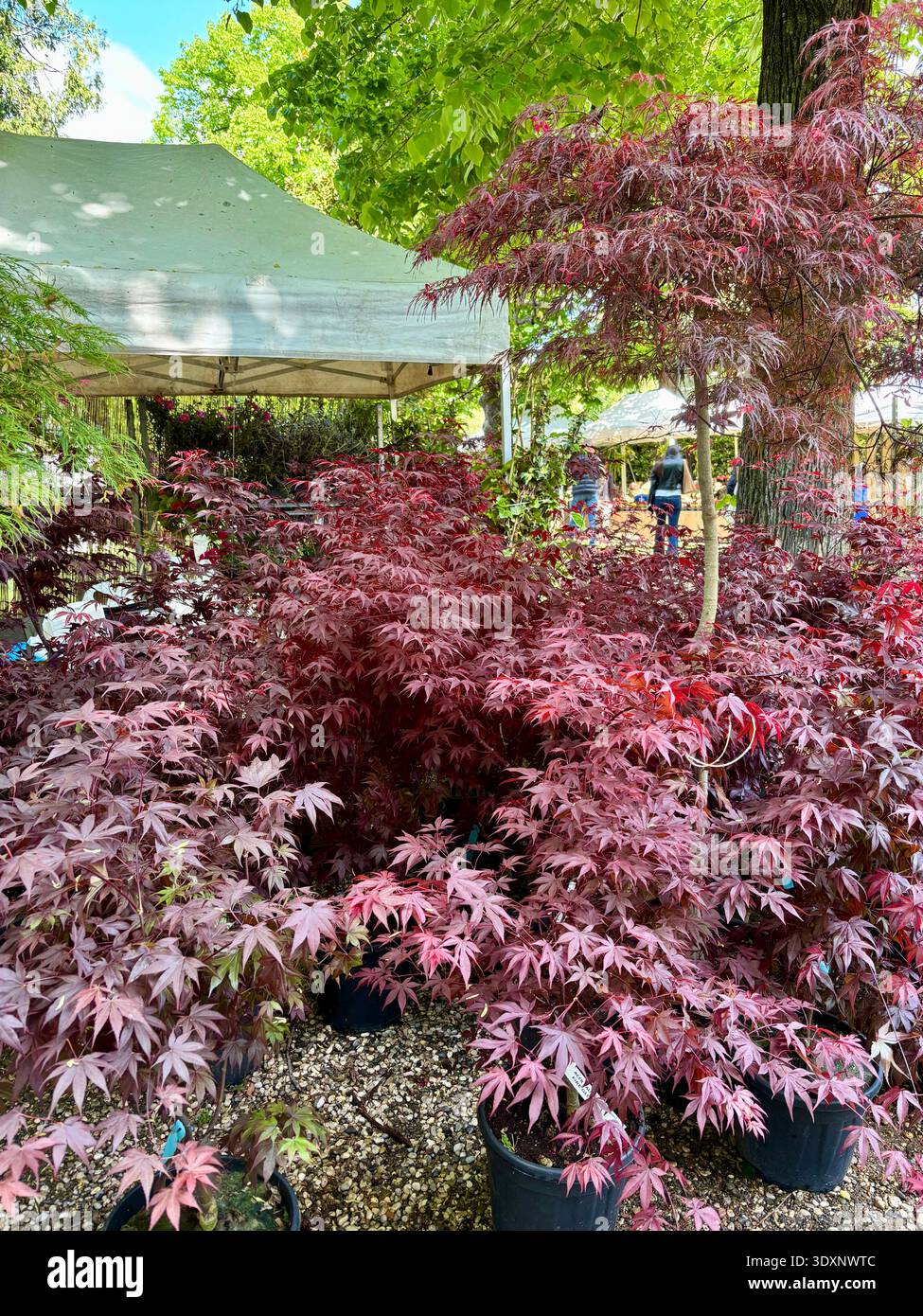 Alberi d'acero giapponesi in mostra o mercato, un tipico evento primaverile. Una pianta ornamentale. Un concetto di primavera e giardinaggio. Foto Stock