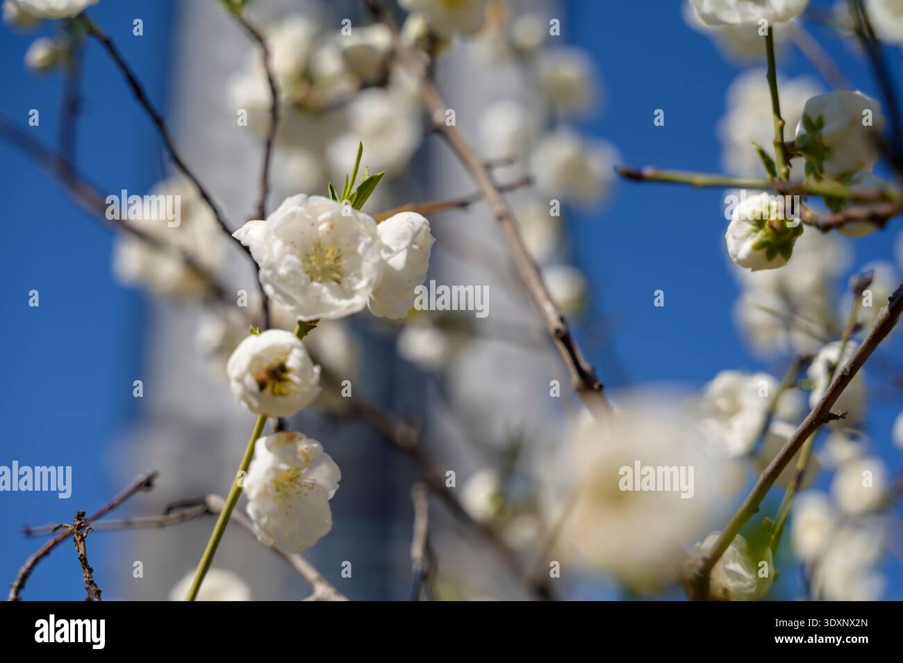 Rami di alberi bianchi che sbocciano verso il sole durante la giornata primaverile. Concetto di rinnovamento del giardino, delicate texture floreali e allegro ener Foto Stock