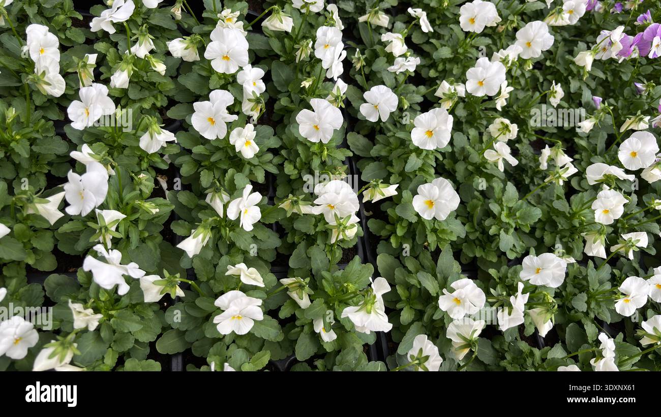 Bellissime finestre, fiori per decorare balconi e giardini. Un'idea di giardinaggio primaverile. Foto Stock