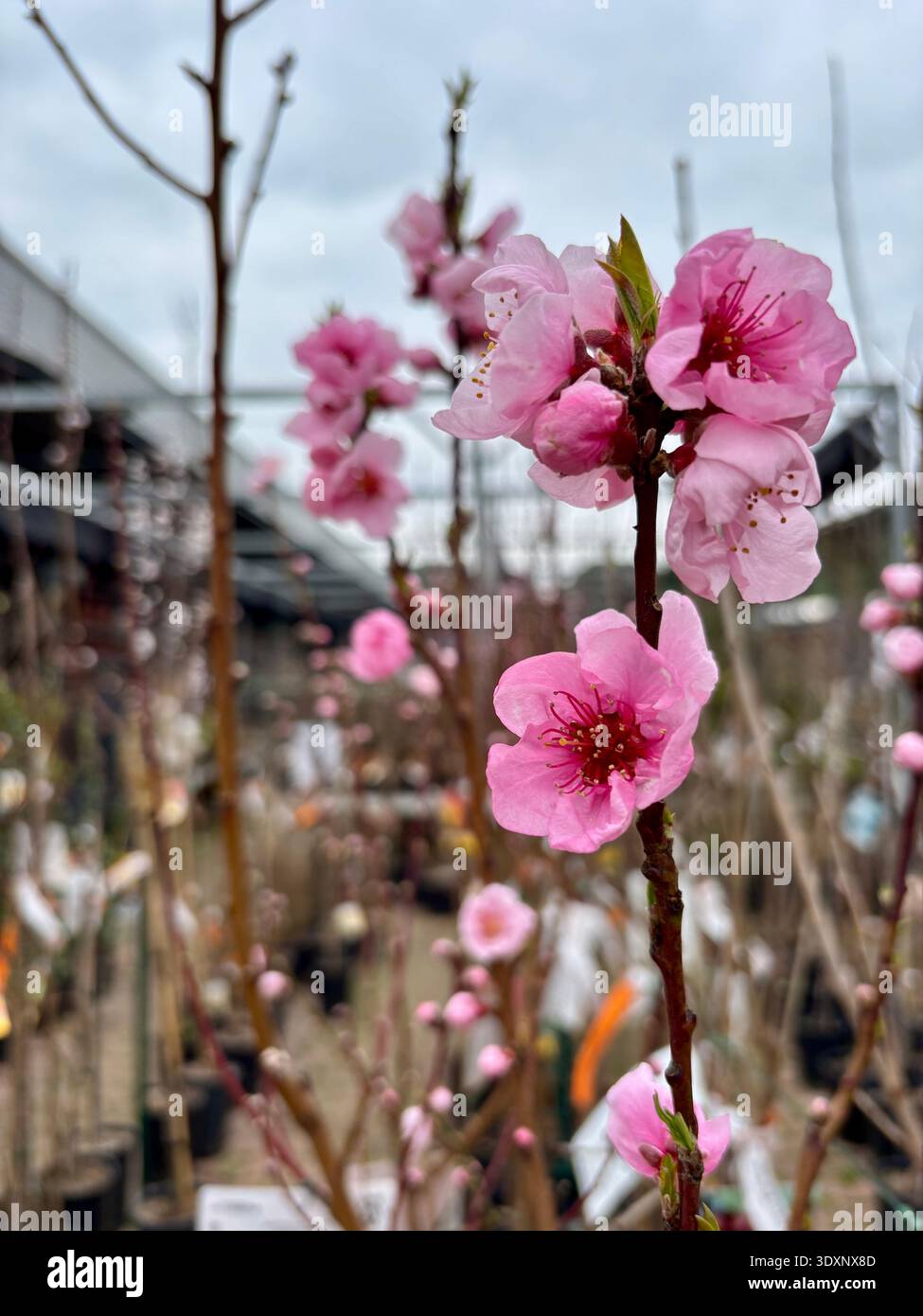 In primavera, in un vivaio di piante fioriscono magnifiche pesche. Fiori di pesca rosa. Concetto di giardinaggio primaverile. Foto Stock