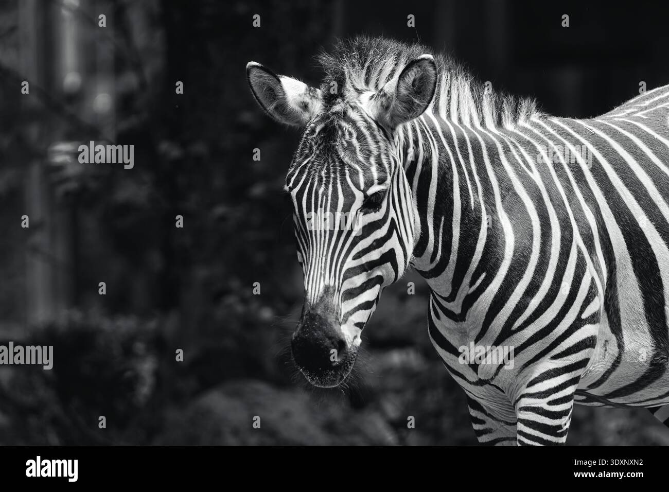 Ritratto ravvicinato della zebra di Grevy in bianco e nero, che mostra motivi distintivi a strisce su uno sfondo scuro e sfocato. Foto Stock