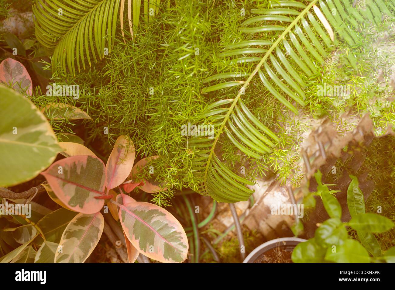 Primo piano di belle foglie verdi simili a felce e ampio fogliame tropicale in un giardino illuminato dal sole. Concetto di orticoltura ornamentale, vivace estetica forestale, Foto Stock