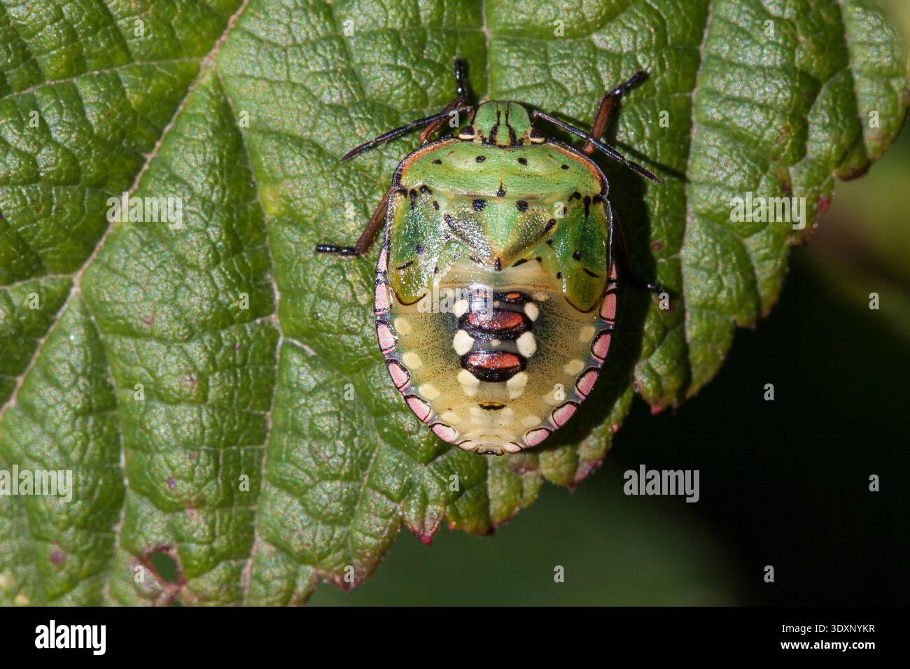 Cimice verde meridionale (Nezara Viridula) che riposa su una foglia in un habitat mediterraneo, la Garrotxa, Catalogna, Spagna. Foto Stock