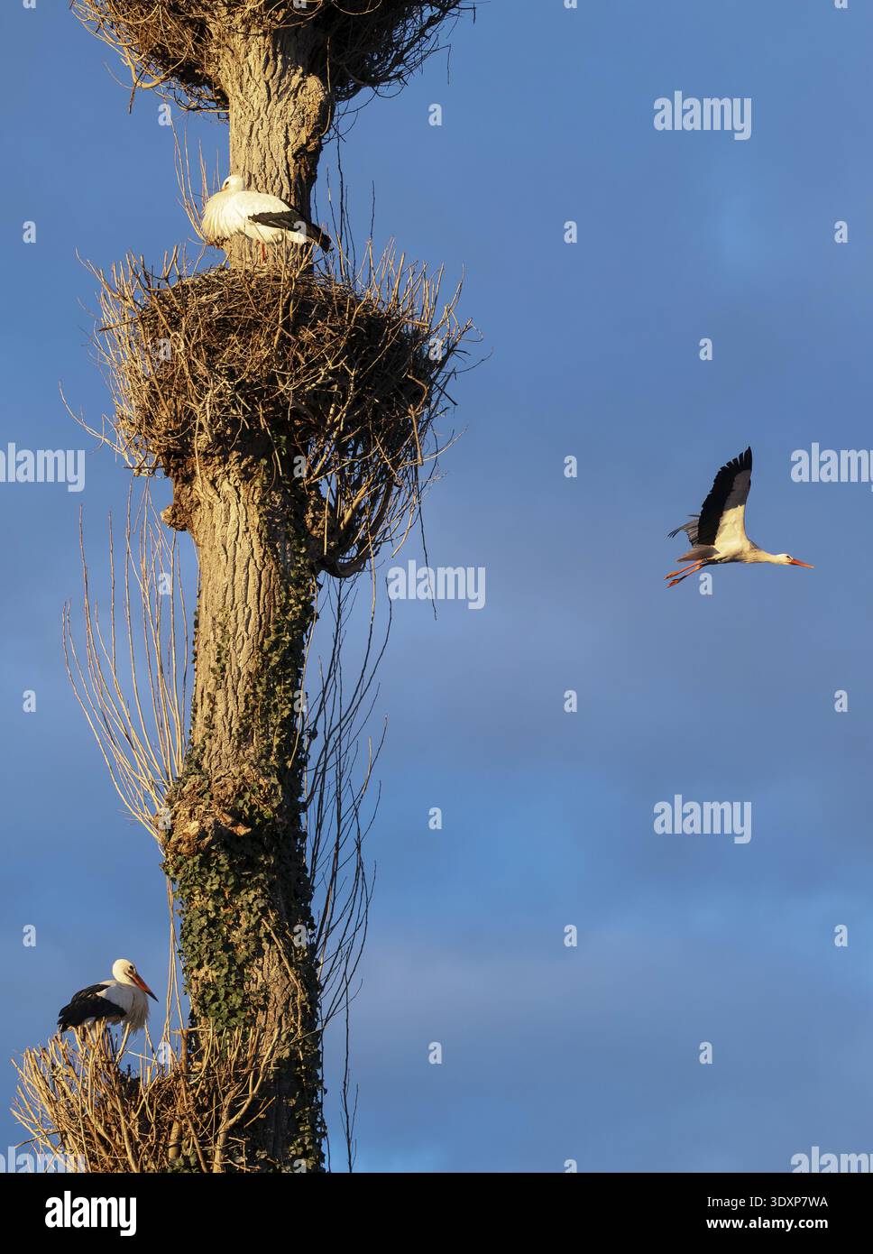 Cicogne bianche, Rapperswil, Svizzera Foto Stock