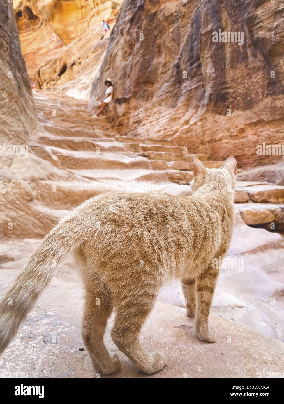 Bellissimo gatto zenzero curioso sulle scale guardare intorno da turisti a Petra. Cultura giordana e animali domestici Foto Stock