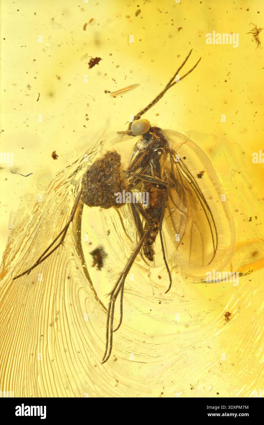 Gnat preistorico e un piccolo pezzo di corteccia d'albero nell'ambra baltica, risalente a 40 anni fa Foto Stock