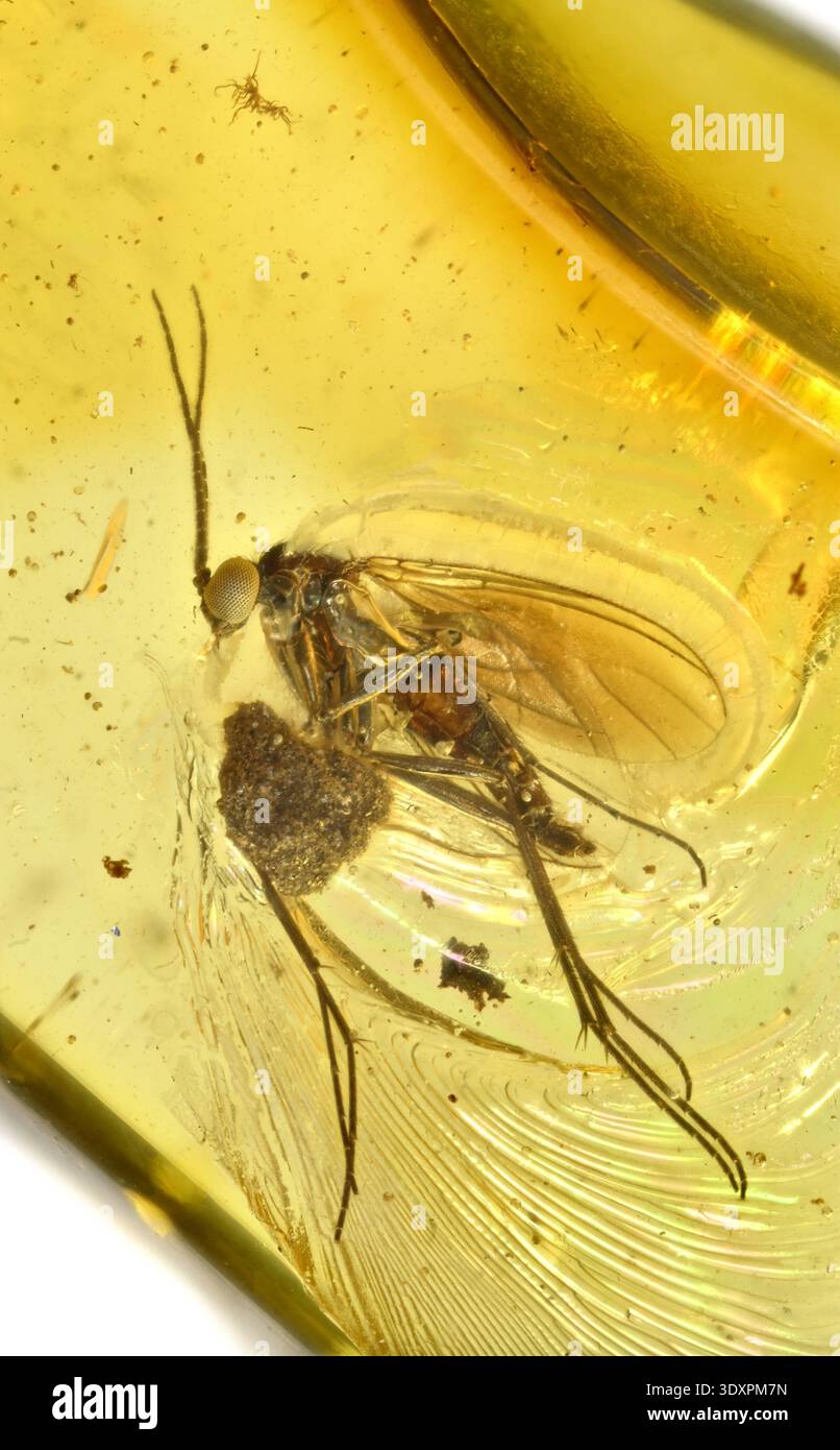 Gnat preistorico e un piccolo pezzo di corteccia d'albero nell'ambra baltica, risalente a 40 anni fa Foto Stock