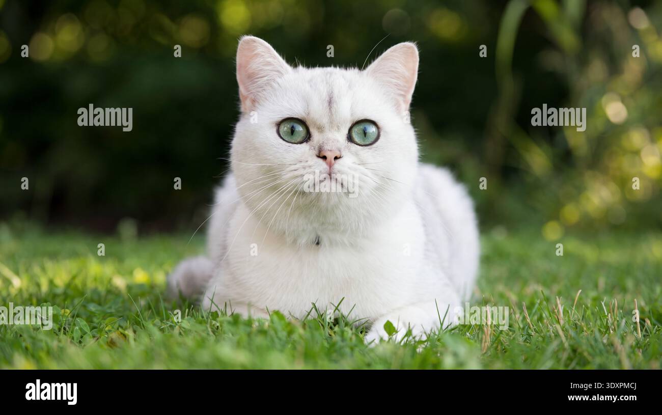 Questa tranquilla fotografia mostra un bellissimo gatto inglese Shorthair argentato che giace pacificamente su un'erba verde soffice. La pelliccia di peluche del gatto, color argento, è h Foto Stock