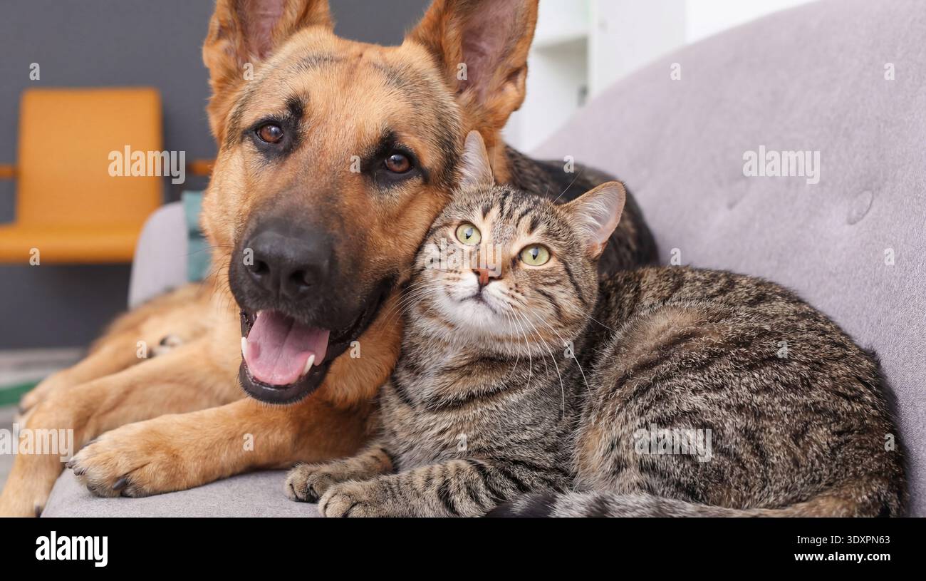 Una scena coinvolgente cattura un pastore tedesco giocoso e un curioso gatto tabby che condivide un momento confortevole sul divano. Il cane ha la bocca aperta Foto Stock