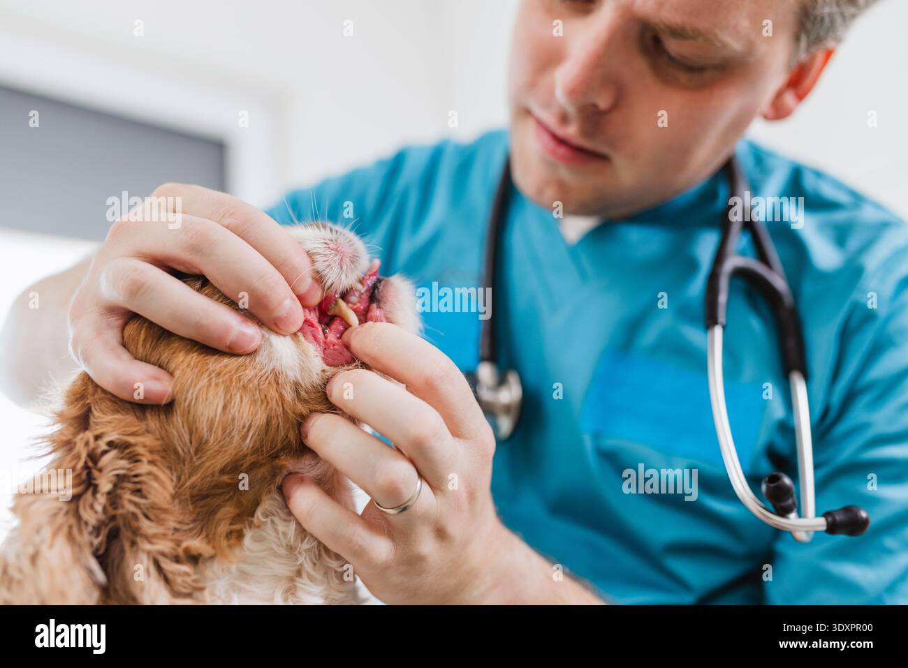 Un veterinario esamina un cane denti e bocca e denti durante un controllo di salute animale domestico in una clinica moderna. Si presta attenzione al benessere dei cani. Foto Stock