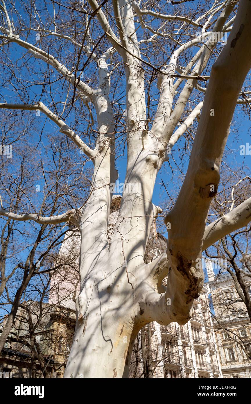 Grande albero di sicomoro con corteccia bianca e rami spessi in un ambiente urbano Foto Stock