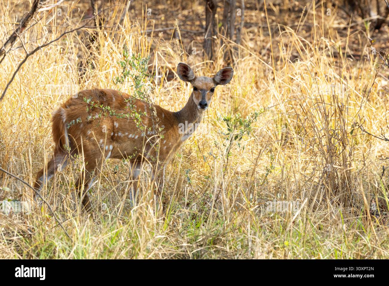 Bushbuck nel mezzo della vegetazione secca vicino alle Cascate Vittoria nello Zimbabwe Foto Stock