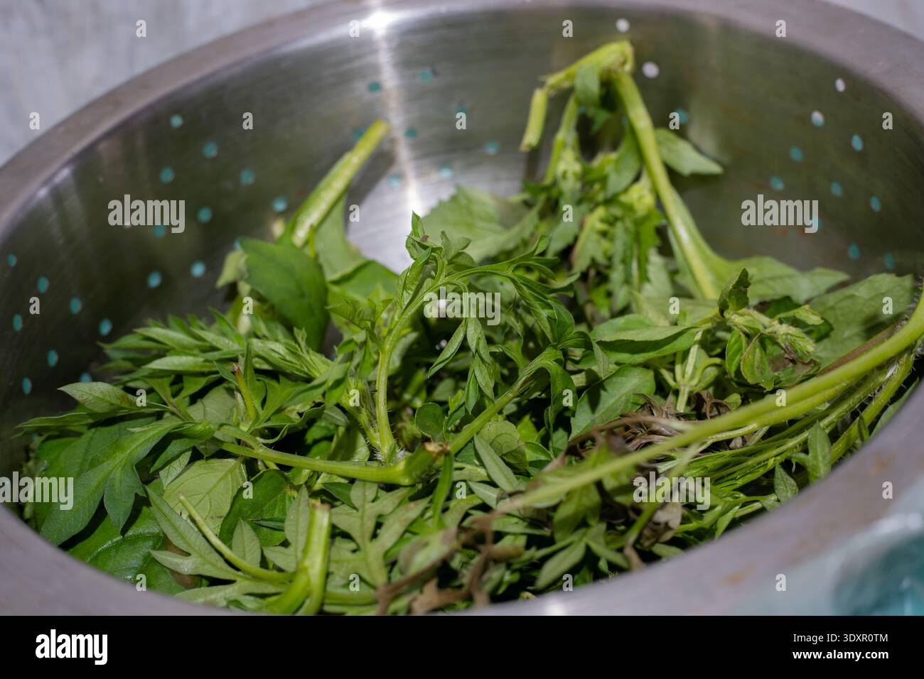 Verdure a foglia verde fresche all'interno di una succhieruola in metallo argento Foto Stock