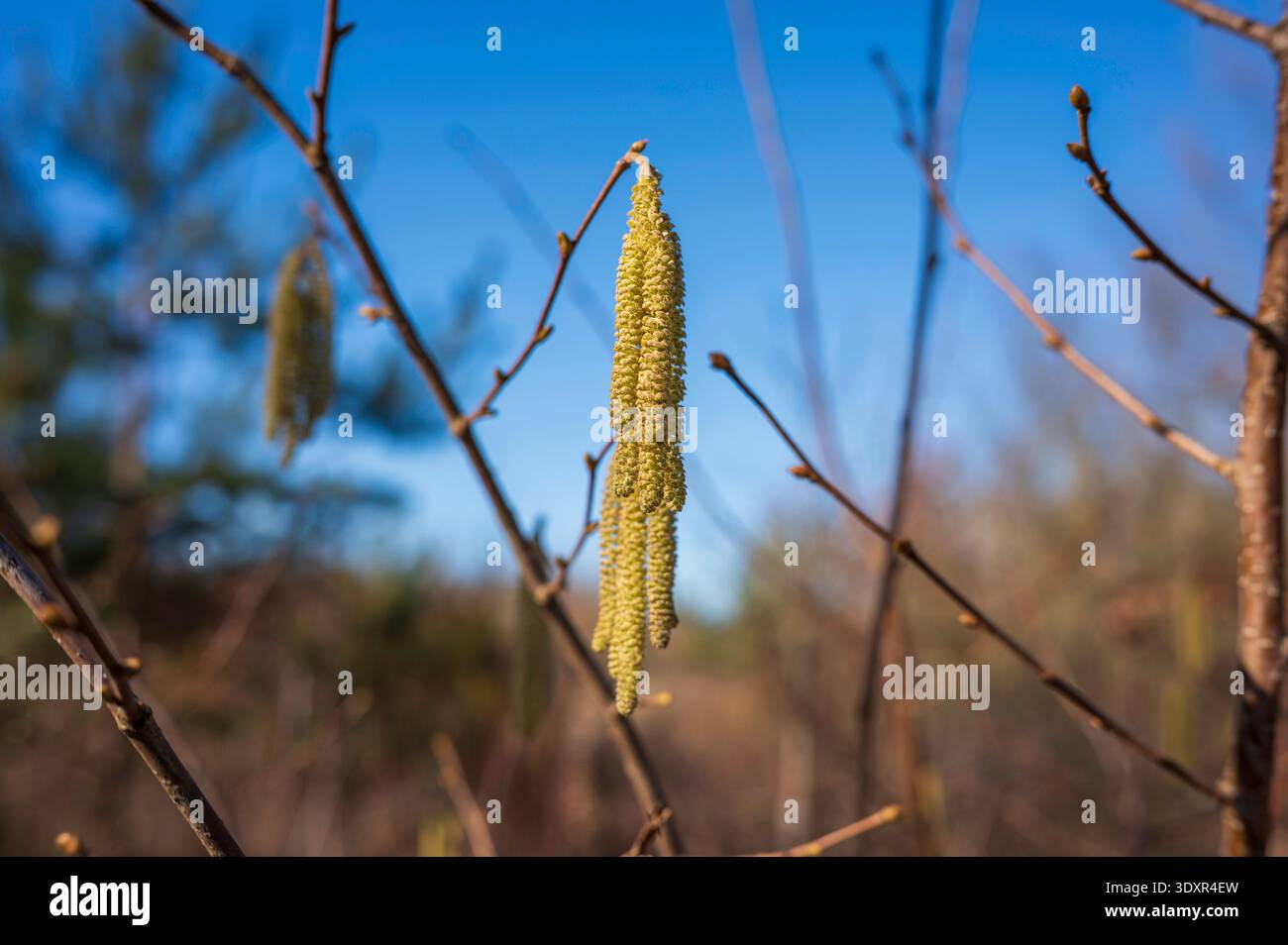 Un ramo ricoperto di polline di nocciola durante il sole di marzo. Foto Stock