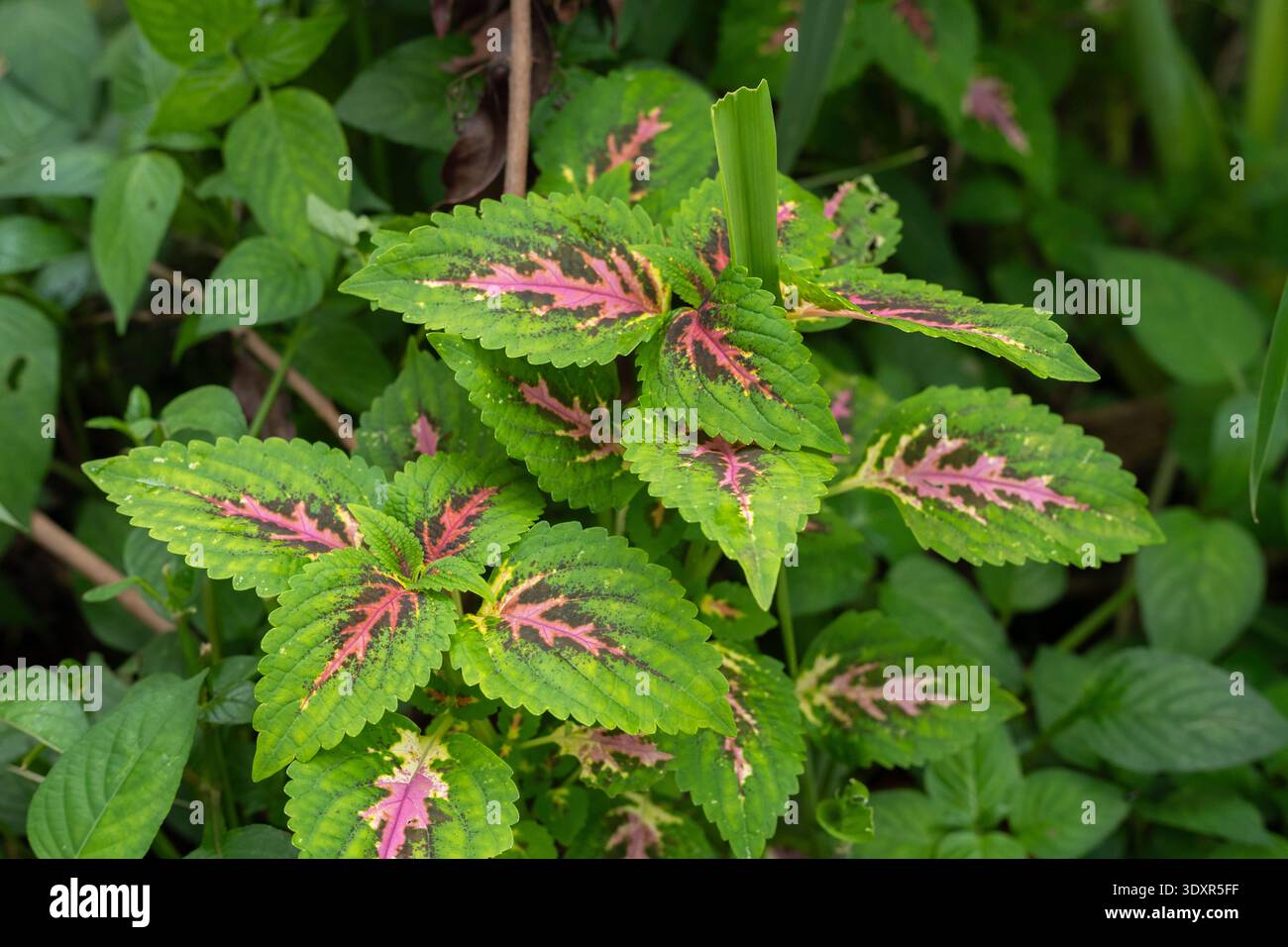 Primo piano di foglie verdi con centro rosa e viola scuro Foto Stock
