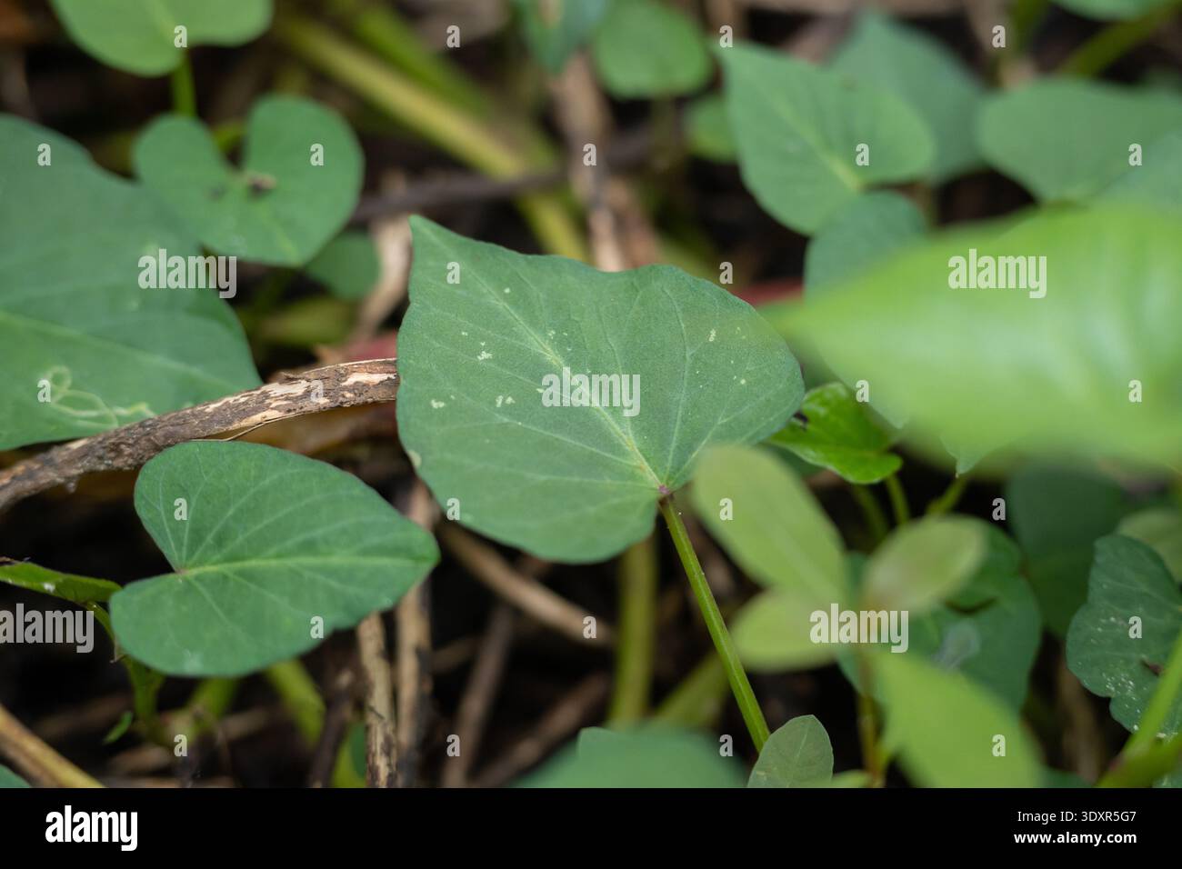 Primo piano di foglie verdi a forma di cuore e un bastoncino marrone asciutto Foto Stock