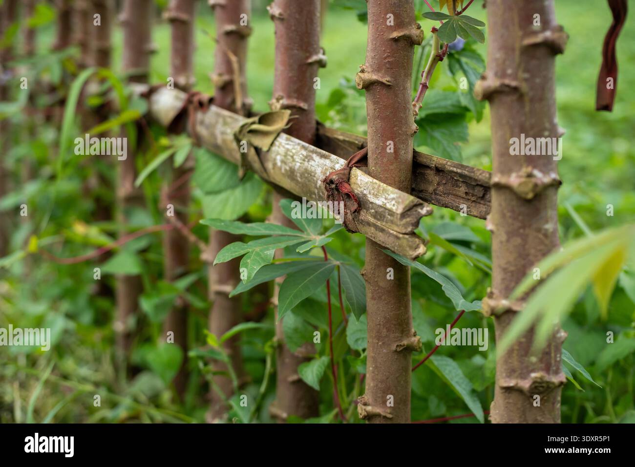Recinzione realizzata con steli di piante spessi e bambù legati con un panno Foto Stock