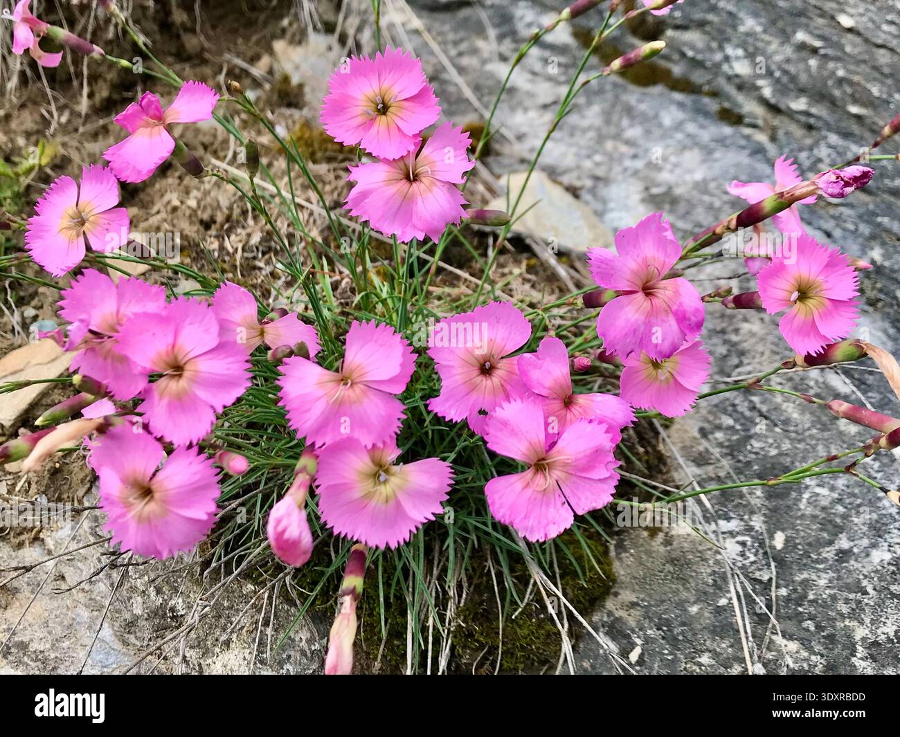 Primo piano di un bellissimo gruppo di garofani di roccia rosa in fiore che crescono nelle Alpi svizzere durante la primavera alpina. Foto Stock