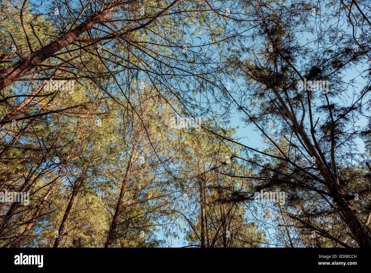 I rami di pino e gli aghi verdi si estendono verso un cielo blu brillante, creando una vibrante prospettiva verso l'alto che simboleggia la tranquillità e la e Foto Stock