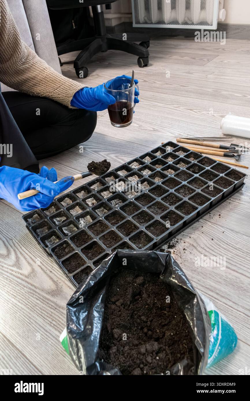 Shot di stile di vita verticale di donna con guanti blu che piantano semi di cavolo mentre beve caffè a casa. Concetto di giardinaggio urbano in un accogliente appartamento Foto Stock