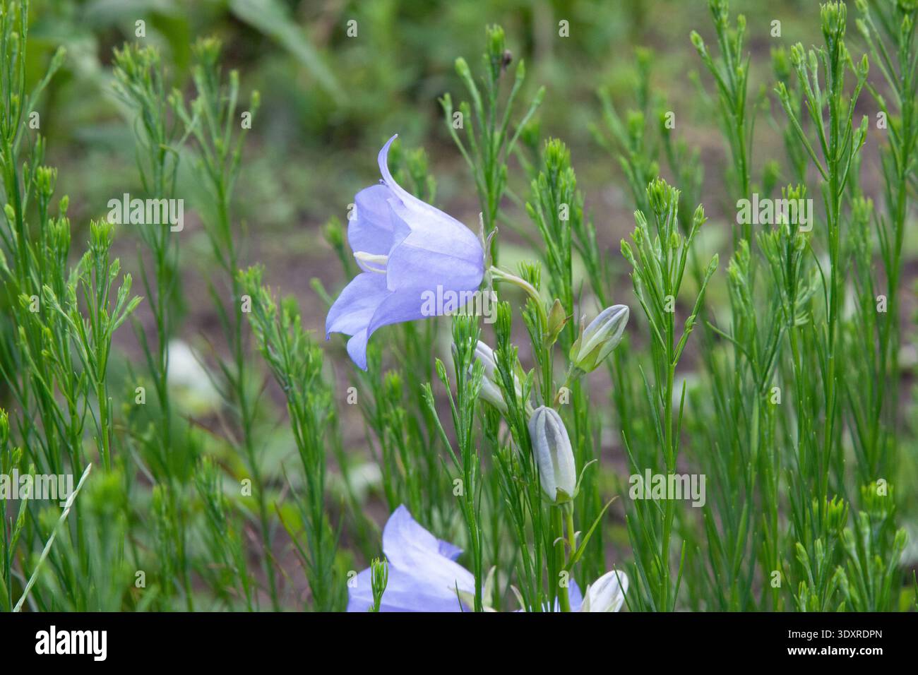 Affascinanti fiori di campanello in sottile blu-violetto, i loro petali leggermente svasati alle punte. Gli steli di Wiry sorgono tra la vegetazione verde tenue contro la m scura Foto Stock